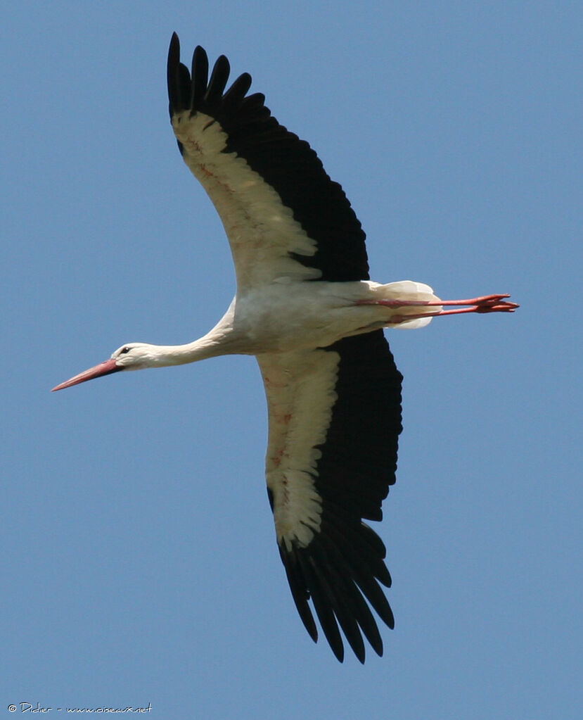 Cigogne blanche