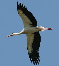 White Stork