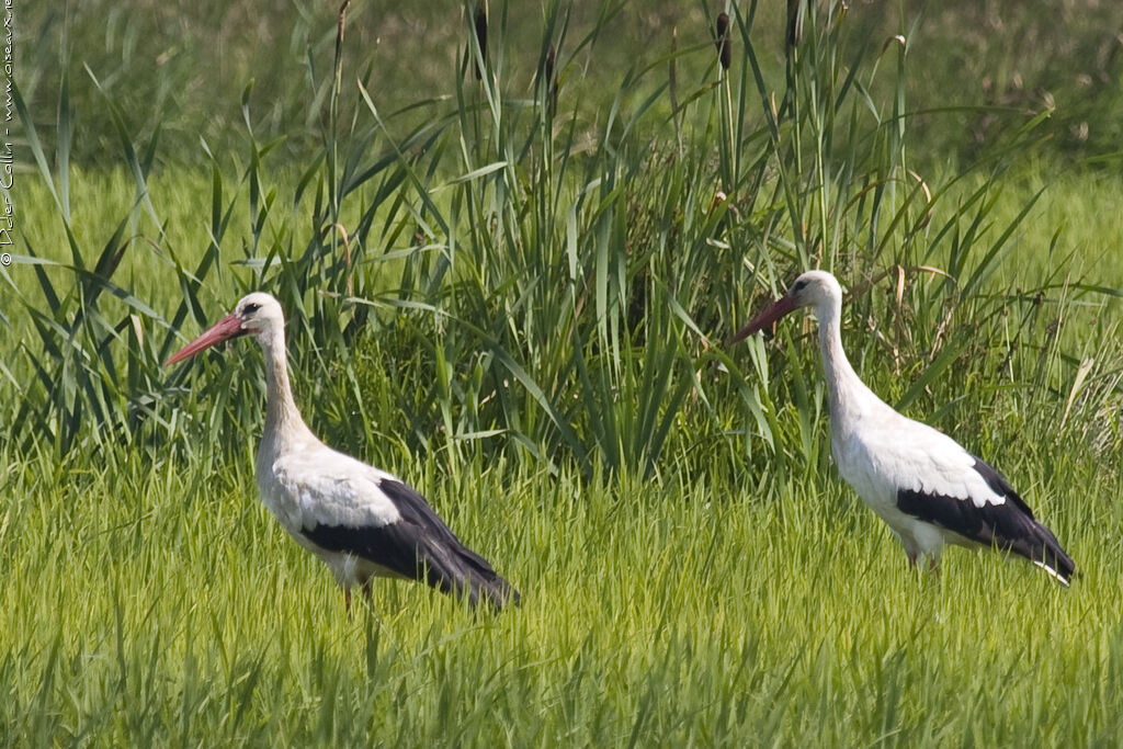 Cigogne blanche