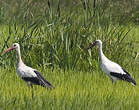 Cigogne blanche