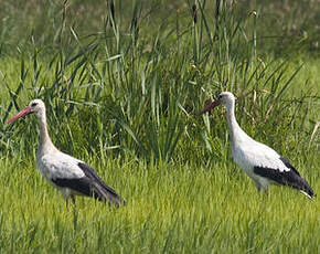 White Stork