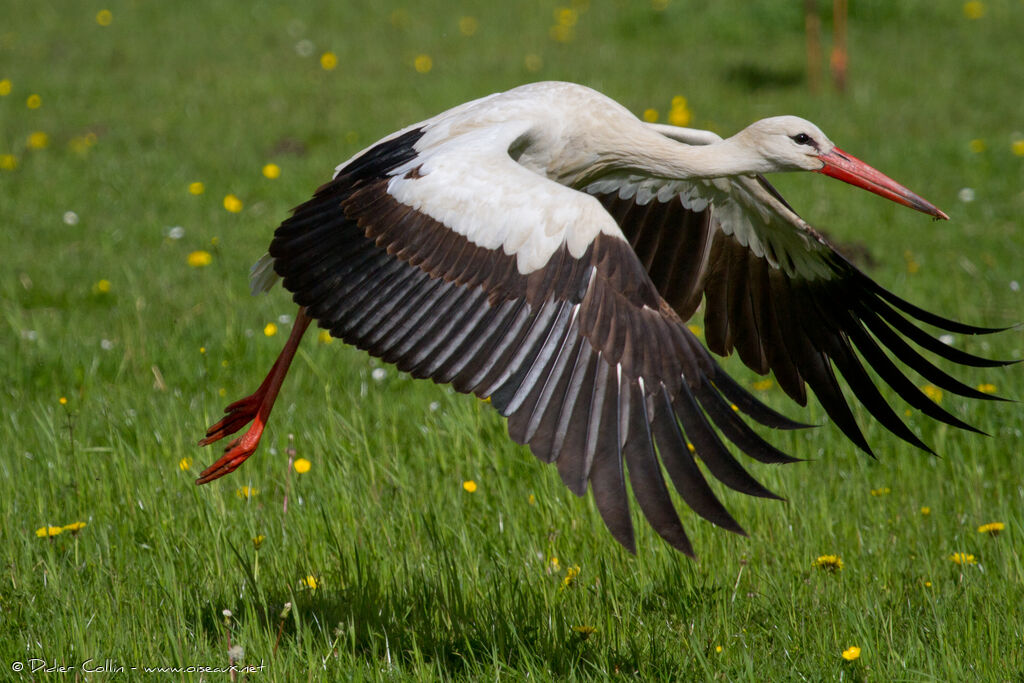 Cigogne blancheadulte, Vol