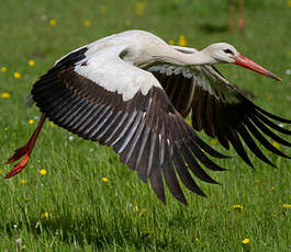 Cigogne blanche