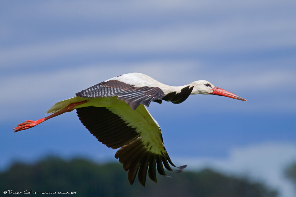 Cigogne blancheadulte