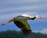 Cigogne blanche