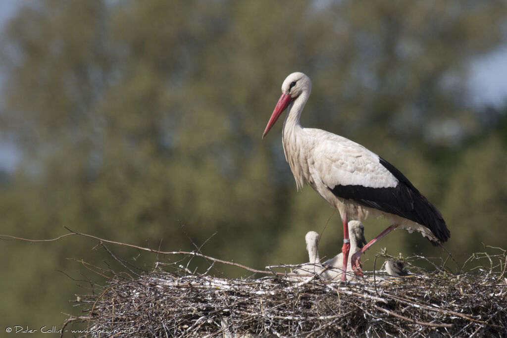 Cigogne blancheadulte, identification, Nidification