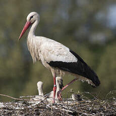 White Stork