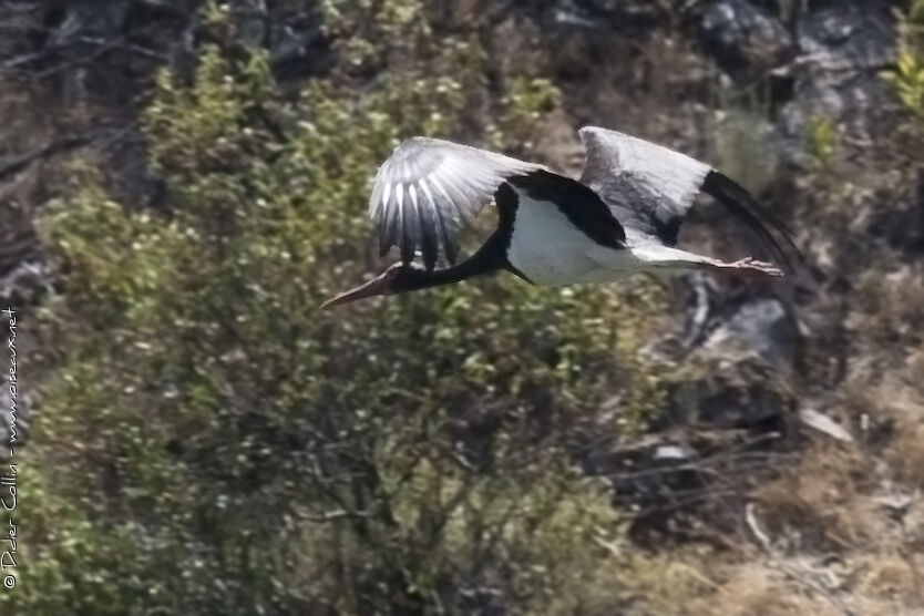 Cigogne noireadulte, Vol