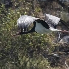 Cigogne noire