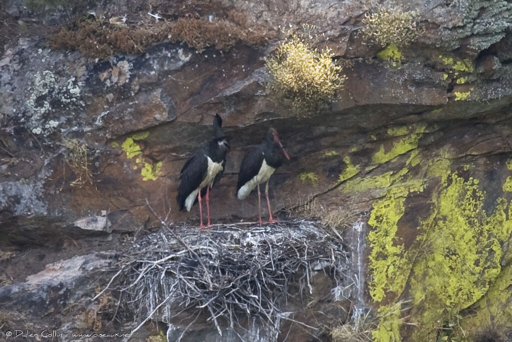 Black Stork adult, Reproduction-nesting
