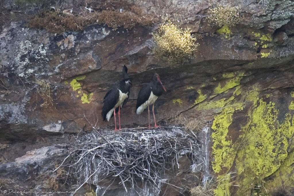 Cigogne noire adulte, Nidification