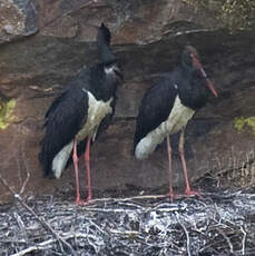 Cigogne noire