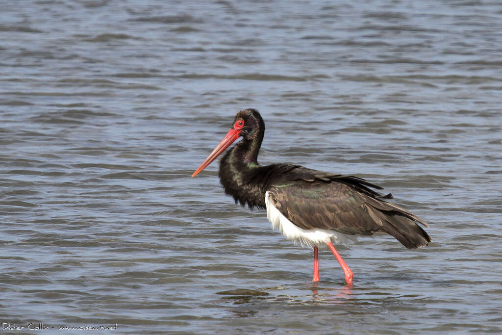 Cigogne noireadulte, identification