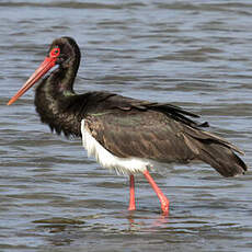 Black Stork