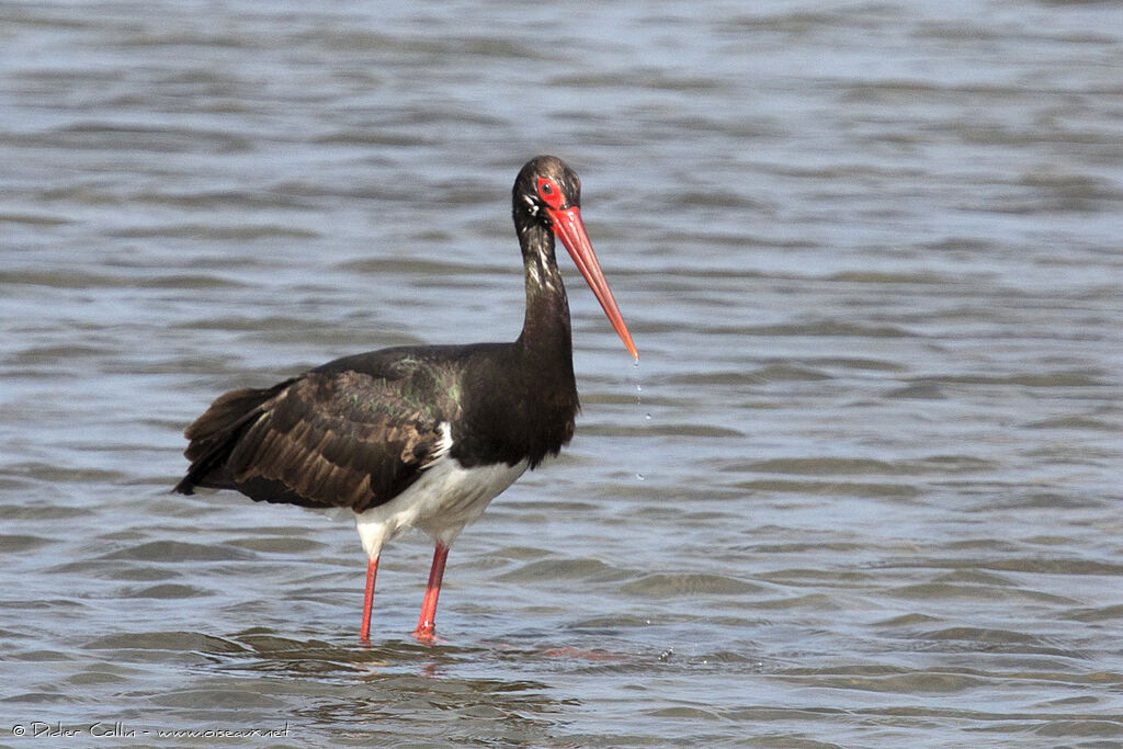 Black Storkadult, identification, fishing/hunting