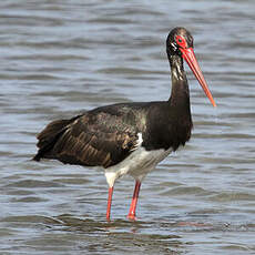 Cigogne noire