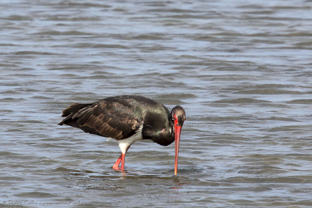 Black Storkadult