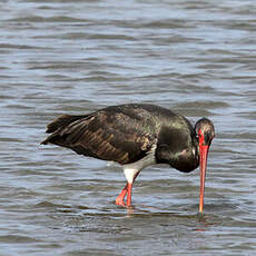 Cigogne noire