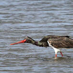 Cigogne noire