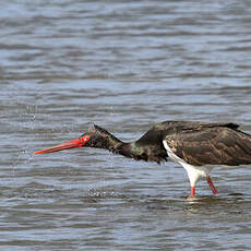 Black Stork