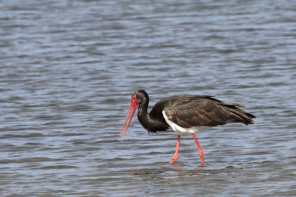 Black Storkadult breeding, fishing/hunting