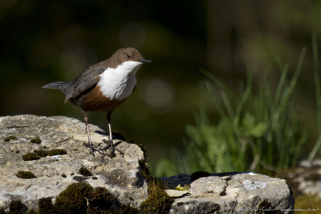 White-throated Dipperadult, identification