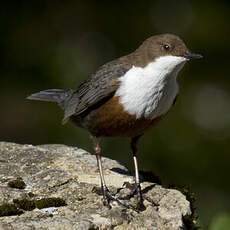 White-throated Dipper