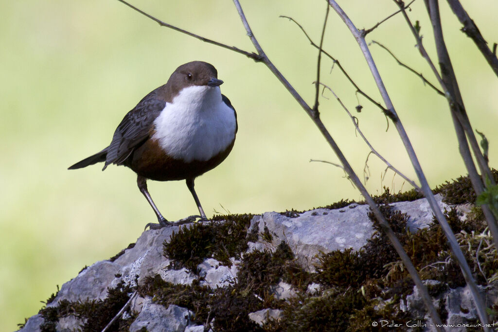 White-throated Dipperadult