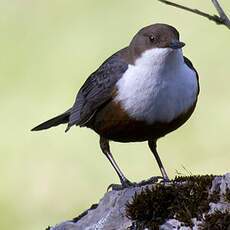 White-throated Dipper