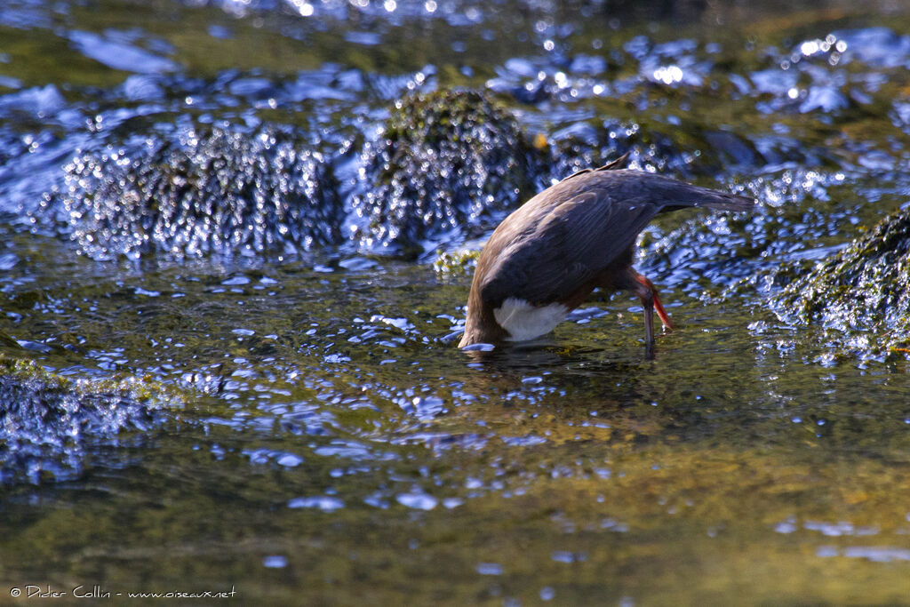 White-throated Dipperadult, Behaviour