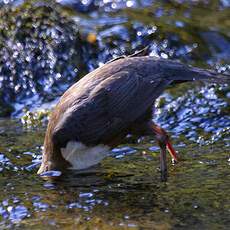 White-throated Dipper