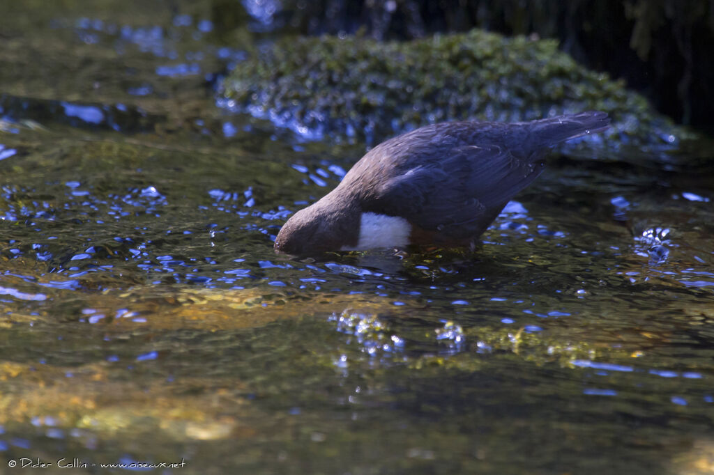 White-throated Dipperadult, Behaviour