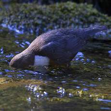 White-throated Dipper