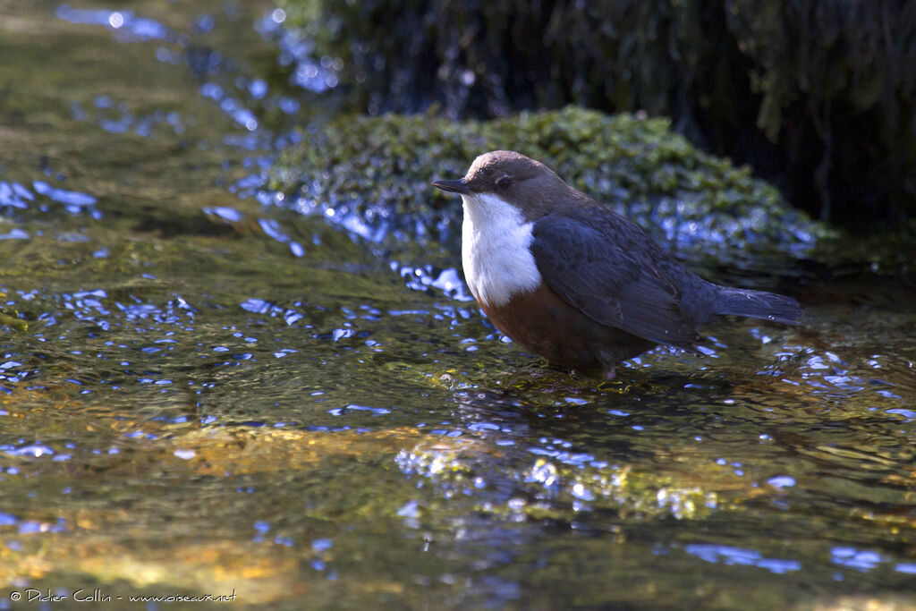 White-throated Dipper