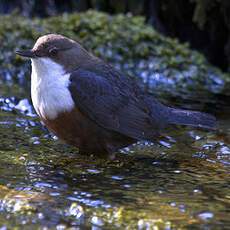 White-throated Dipper