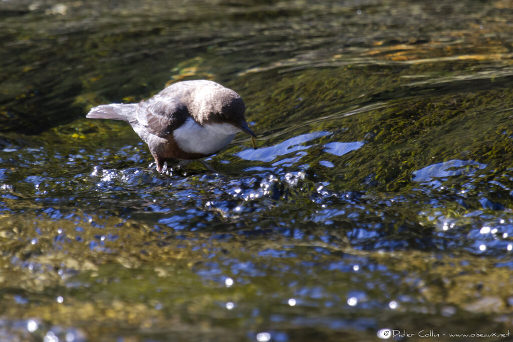 White-throated Dipperadult, feeding habits