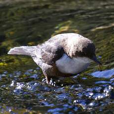 White-throated Dipper