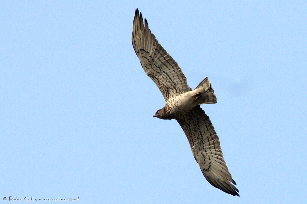 Short-toed Snake Eagle male adult