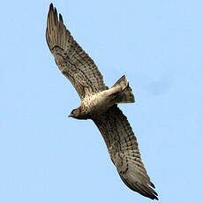 Short-toed Snake Eagle