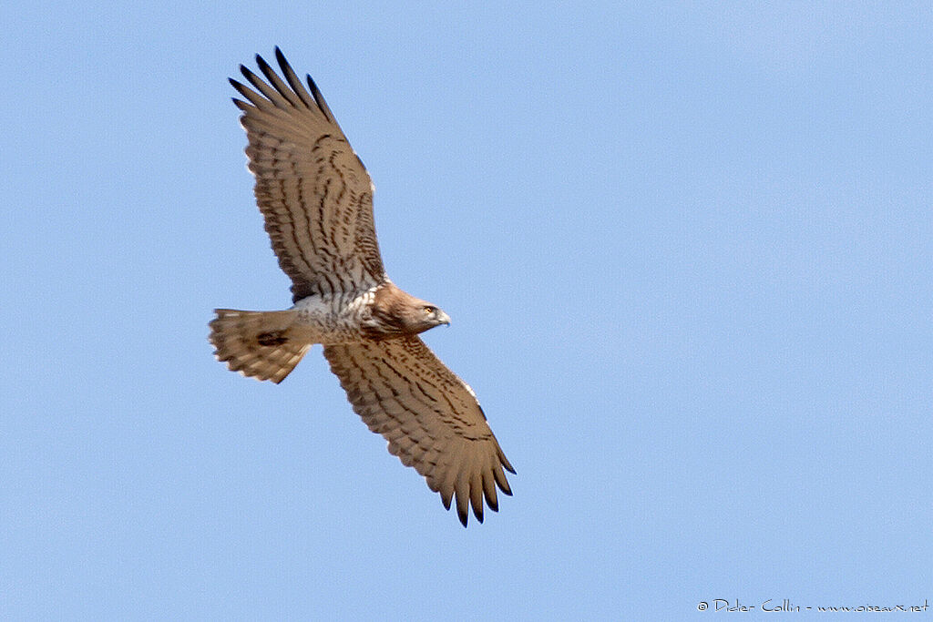 Circaète Jean-le-Blancadulte, identification