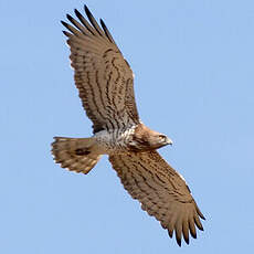 Short-toed Snake Eagle