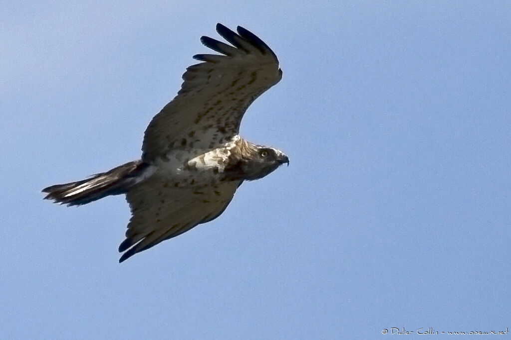 Short-toed Snake Eagle, identification