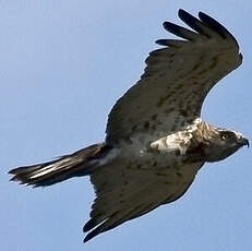 Short-toed Snake Eagle