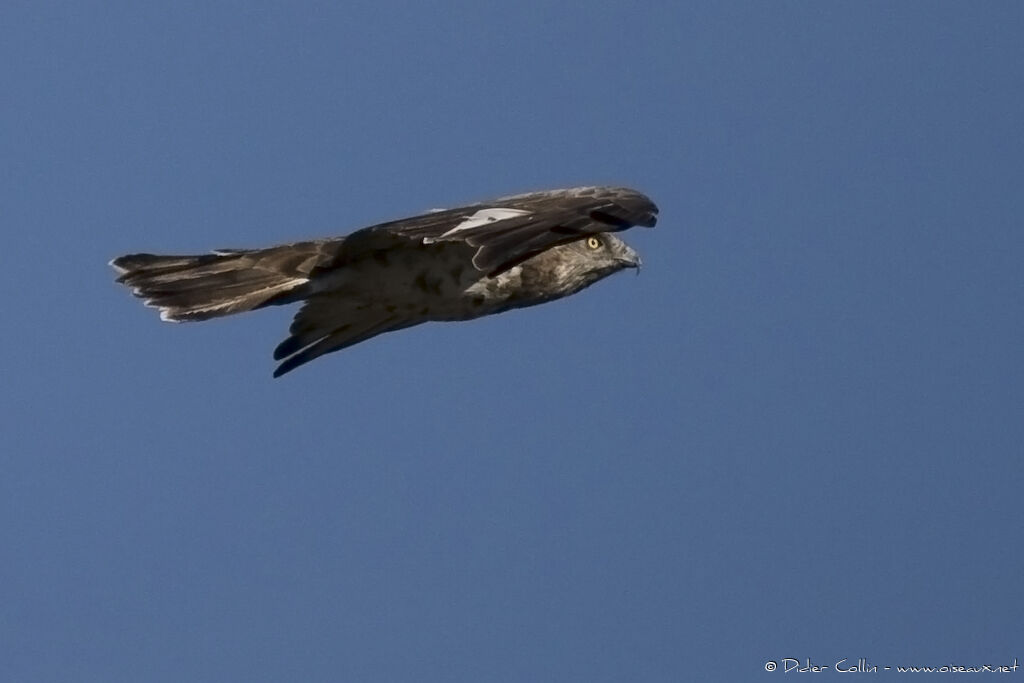 Short-toed Snake Eagle