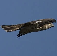 Short-toed Snake Eagle