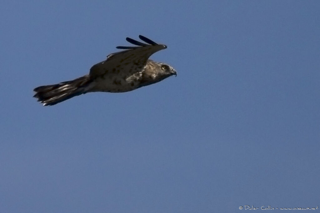 Short-toed Snake Eagle