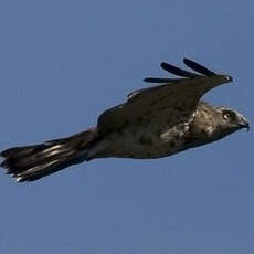 Short-toed Snake Eagle