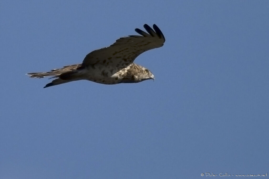 Short-toed Snake Eagle