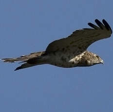 Short-toed Snake Eagle