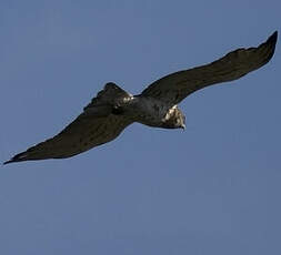 Short-toed Snake Eagle